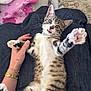 blanket, carpet, collar, cute, domestic_cat, feline, hand, indoor, kitten, lap, paw, person, pet, playful, relaxed, sitting, striped_fur, tabby_cat, tongue_out, watch