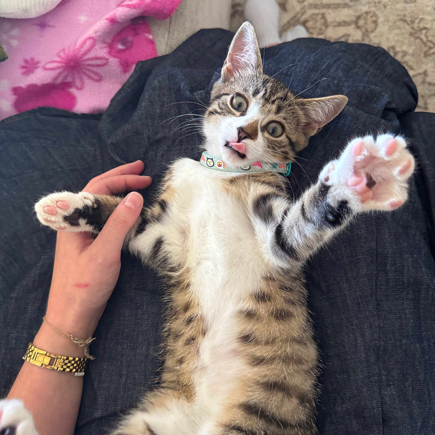 Doe joined the competition — help win amazing prizes! blanket, carpet, collar, cute, domestic_cat, feline, hand, indoor, kitten, lap, paw, person, pet, playful, relaxed, sitting, striped_fur, tabby_cat, tongue_out, watch