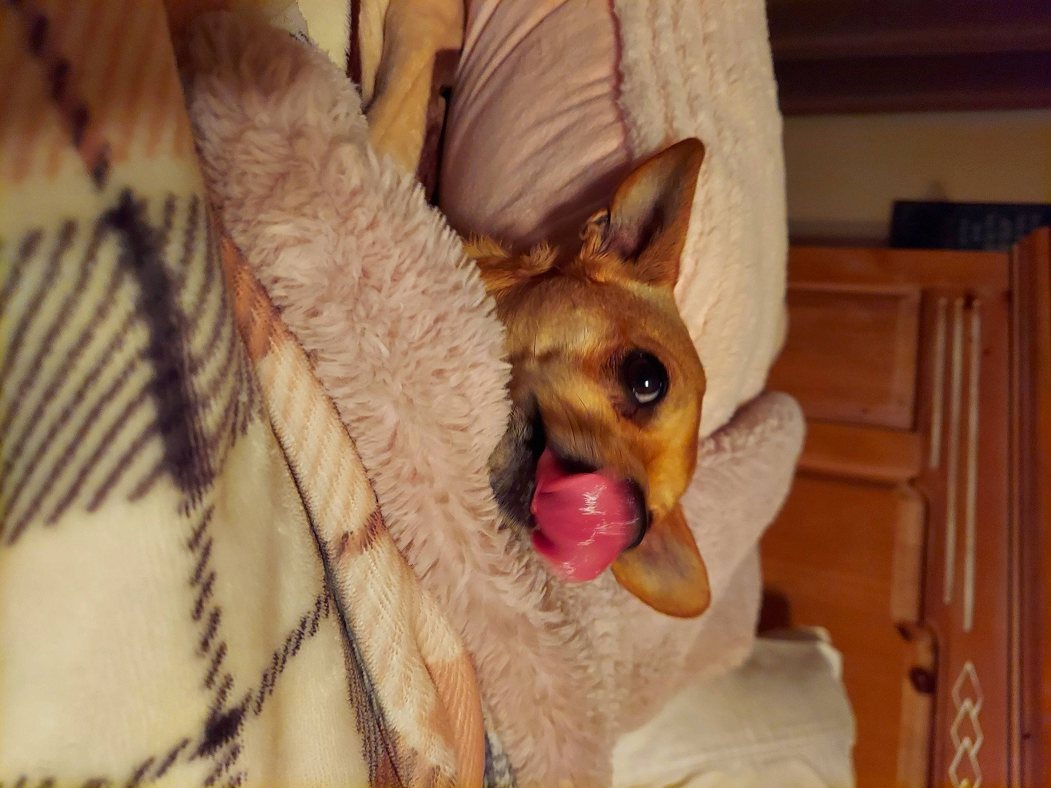 Molly Mae joined the competition — help win amazing prizes! canidae, carnivore, chihuahua, companion_dog, corgi_chihuahua, dog, dog_breed, dog_supply, ear, fawn, fur, jaw, snout, sporting_group, terrestrial_animal, toy_dog, whiskers, wildlife, wood, working_animal