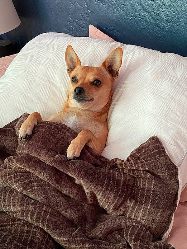 Molly Mae is registered to the contest to win money with this photo: canidae, carnivore, chihuahua, comfort, companion_dog, dog, dog_bed, dog_breed, dog_supply, fawn, fur, linens, pattern, paw, sitting, snout, sporting_group, toy_dog, whiskers, working_animal