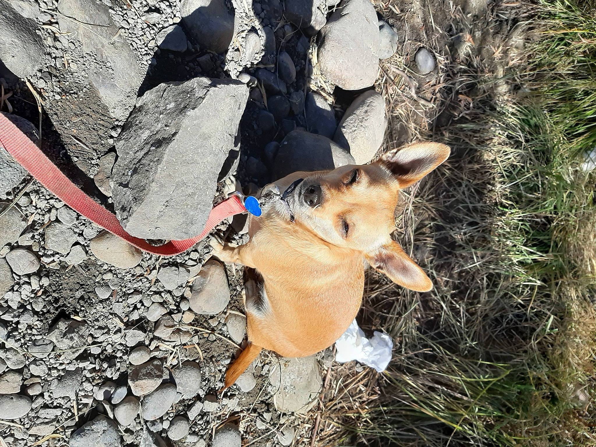 Molly Mae joined the competition — help win amazing prizes! canidae, carnivore, collar, companion_dog, dog, dog_breed, dog_clothes, dog_collar, dog_hiking, dog_supply, fawn, leash, pet_supply, plant, recreation, rock, snout, soil, sporting_group, tail