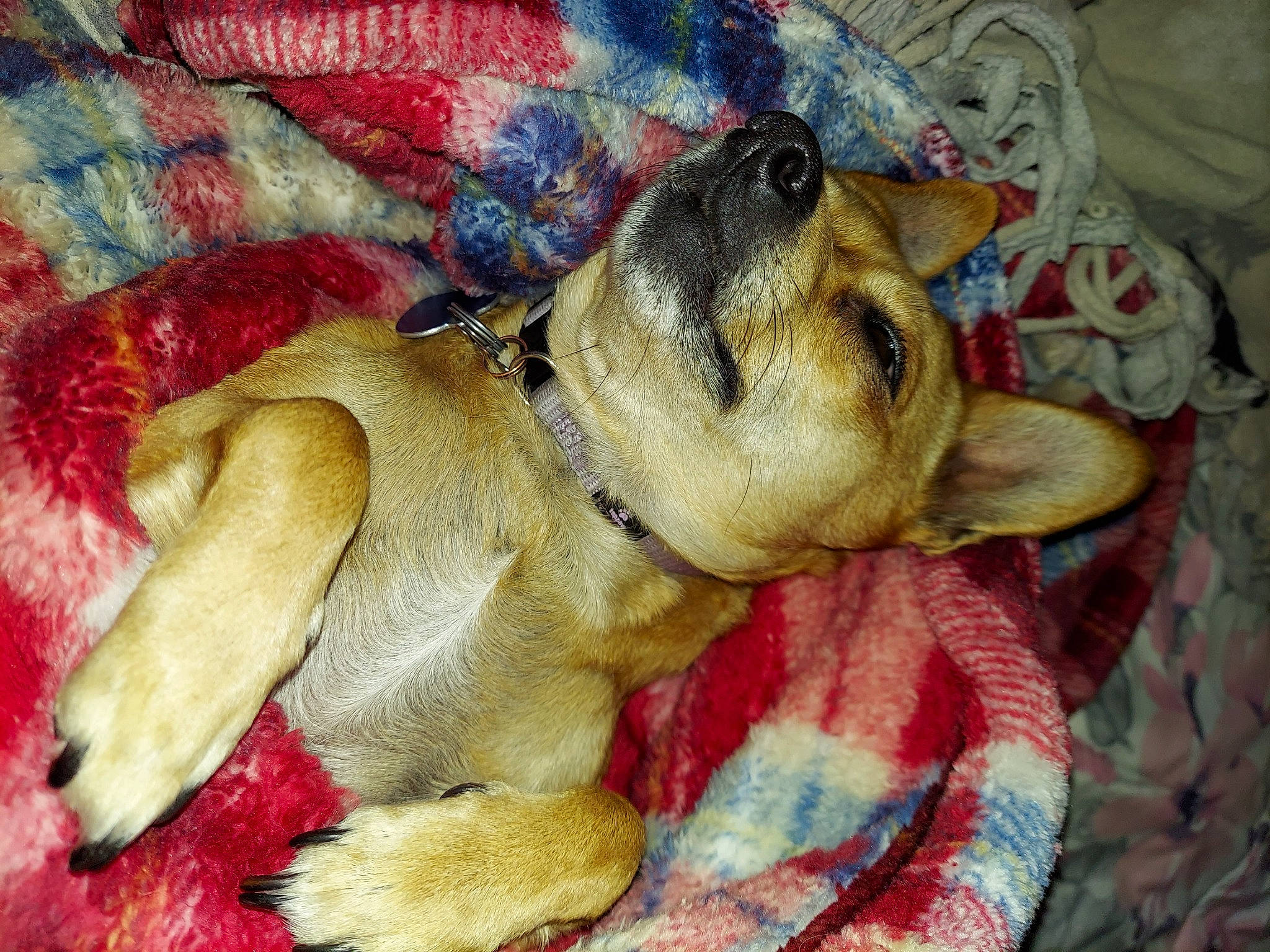 Molly Mae is registered to the contest to win money with this photo: art, bedtime, blanket, canidae, carnivore, comfort, companion_dog, dog, dog_breed, dog_supply, fawn, fur, linens, nap, paw, sleep, snout, sporting_group, terrestrial_animal, working_animal