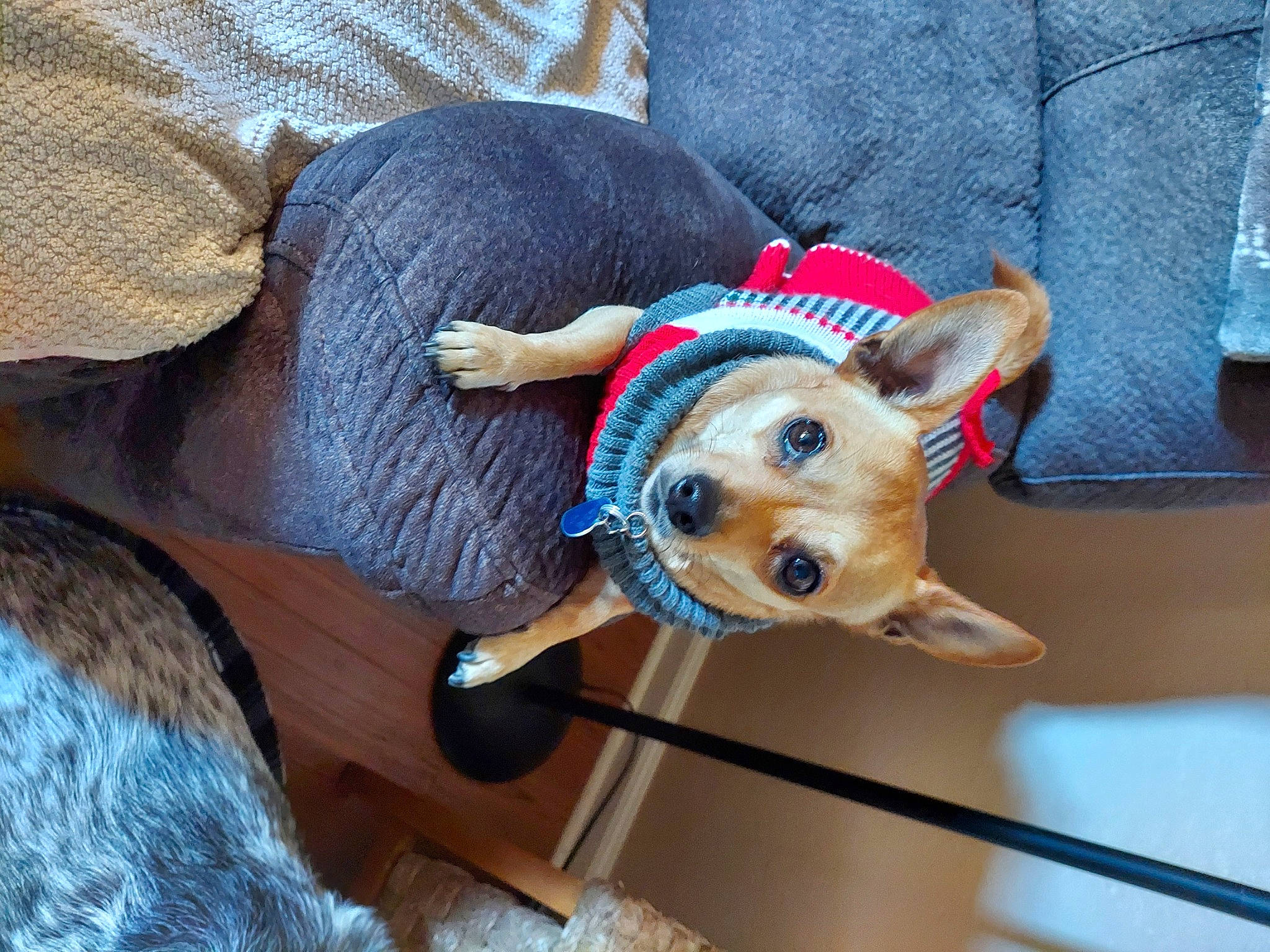 Molly Mae joined the competition — help win amazing prizes! canidae, carnivore, collar, companion_dog, couch, dog, dog_breed, dog_clothes, dog_collar, dog_supply, fawn, fur, hat, party_hat, pet_supply, selfie, snout, sporting_group, toy, working_animal