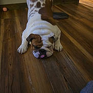 Rose is registered to the contest to win money with this photo: bulldog, dog, pet, indoor, wooden_floor, brown_and_white, tongue_out, relaxed, sleepy, floor, animal, canine, paw, cute, companion, domestic, mammal, chubby, laying_down, resting