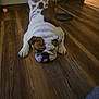 bulldog, dog, pet, indoor, wooden_floor, brown_and_white, tongue_out, relaxed, sleepy, floor, animal, canine, paw, cute, companion, domestic, mammal, chubby, laying_down, resting