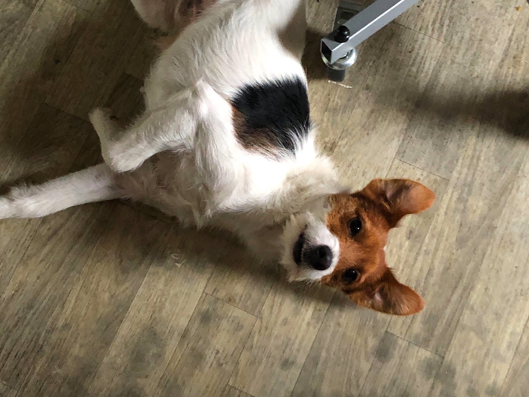 Tito participe au concours pour gagner de l'argent avec cette photo : carnivore, comfort, companion_dog, dog, dog_breed, fawn, floor, flooring, fur, hardwood, irishjacks, paw, snout, sporting_group, tail, terrestrial_animal, toy_dog, whiskers, wood, working_animal