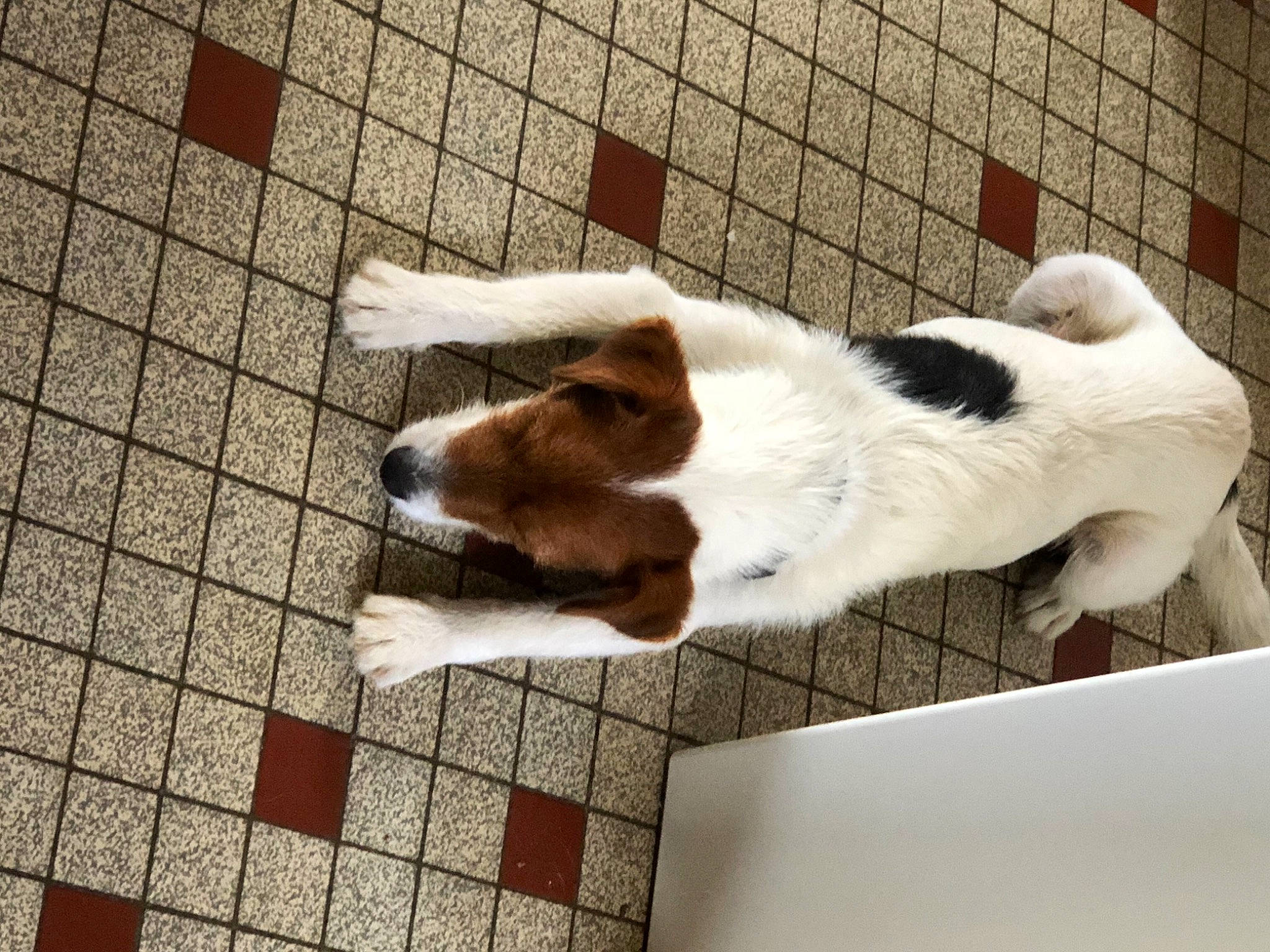 Tito a rejoint le concours — aidez-le/la à gagner de superbes lots ! brick, brickwork, canidae, carnivore, companion_dog, dog, dog_breed, fawn, felidae, flooring, fur, hardwood, paw, small_to_medium_sized_cats, snout, sporting_group, tail, terrestrial_animal, whiskers, wood