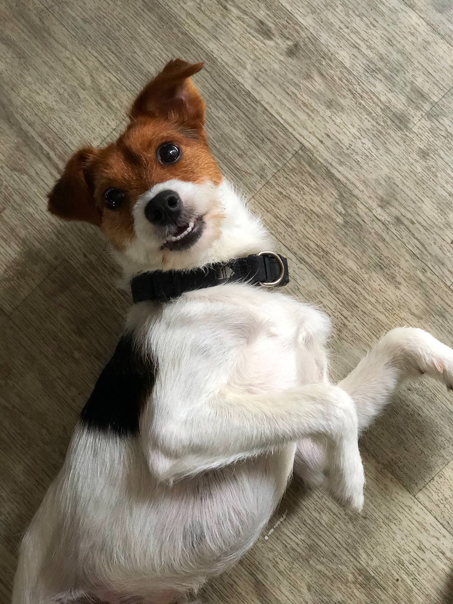 Tito a rejoint le concours — aidez-le/la à gagner de superbes lots ! ancient_dog_breeds, canidae, carnivore, collar, companion_dog, dog, dog_breed, dog_collar, dog_supply, fawn, fur, hardwood, hound, snout, sporting_group, tail, terrestrial_animal, whiskers, wood, working_animal