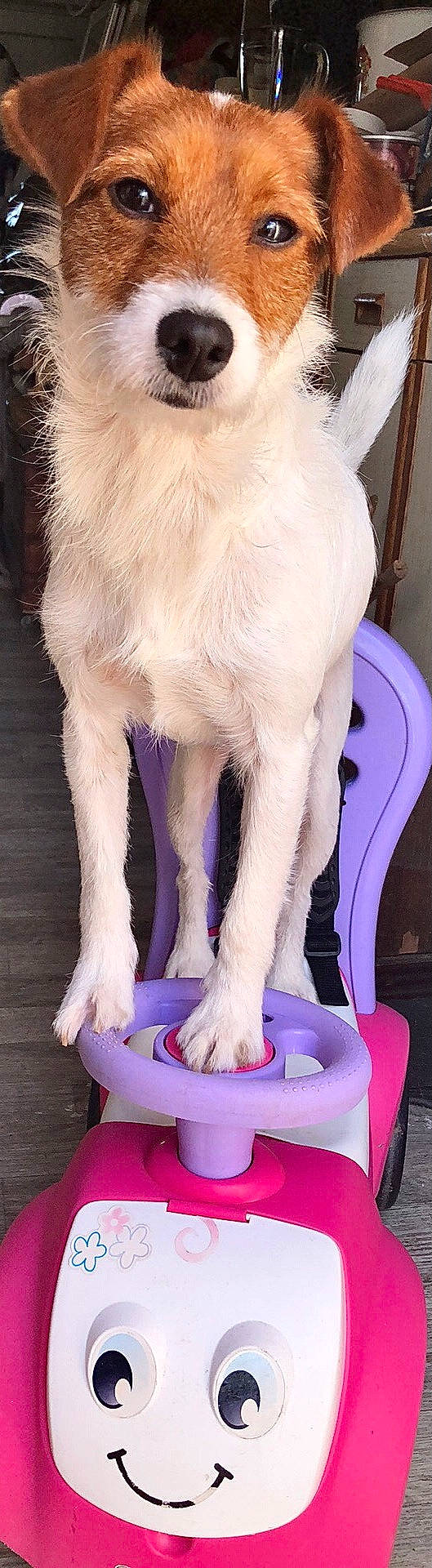 Tito a rejoint le concours — aidez-le/la à gagner de superbes lots ! companion_dog, dog_breed, ear, fawn, foot, fur, goat, goat_antelope, goats, human_leg, laptop, livestock, magenta, pet_supply, purple, snout, tail, terrestrial_animal, whiskers, working_animal