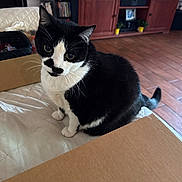 Trixie joined the competition — help win amazing prizes!