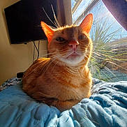 Elvis is registered to the contest to win money with this photo: blue_quilt, cat, closeup, comfortable, cozy, curtains, domestic_cat, feline, ginger_cat, home, indoor, orange_fur, pet, portrait, relaxed, resting, sunlight, warm_light, whiskers, window