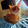blue_quilt, cat, closeup, comfortable, cozy, curtains, domestic_cat, feline, ginger_cat, home, indoor, orange_fur, pet, portrait, relaxed, resting, sunlight, warm_light, whiskers, window