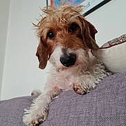 Louis participe au concours pour gagner de l'argent avec cette photo : dog, puppy, wire-haired, brown_and_white, scruffy, fluffy, portrait, close_up, sitting, relaxed, curious, looking_at_camera, black_nose, brown_eyes, paws, sofa, cushion, living_room, wall_art, indoor