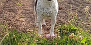 Sweety a rejoint le concours — aidez-le/la à gagner de superbes lots ! animal, black_and_white, daytime, dog, field, flowers, garden, grass, greenery, looking, nature, outdoor, path, pet, plants, rural, shed, standing, sunlight, trees