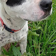 Sweety a rejoint le concours — aidez-le/la à gagner de superbes lots ! animal, black_and_white, brown_eyes, canine, close_up, collar, curious, dog, ears, field, flowers, fur, grass, greenery, nature, outdoor, pet, plants, snout, summer