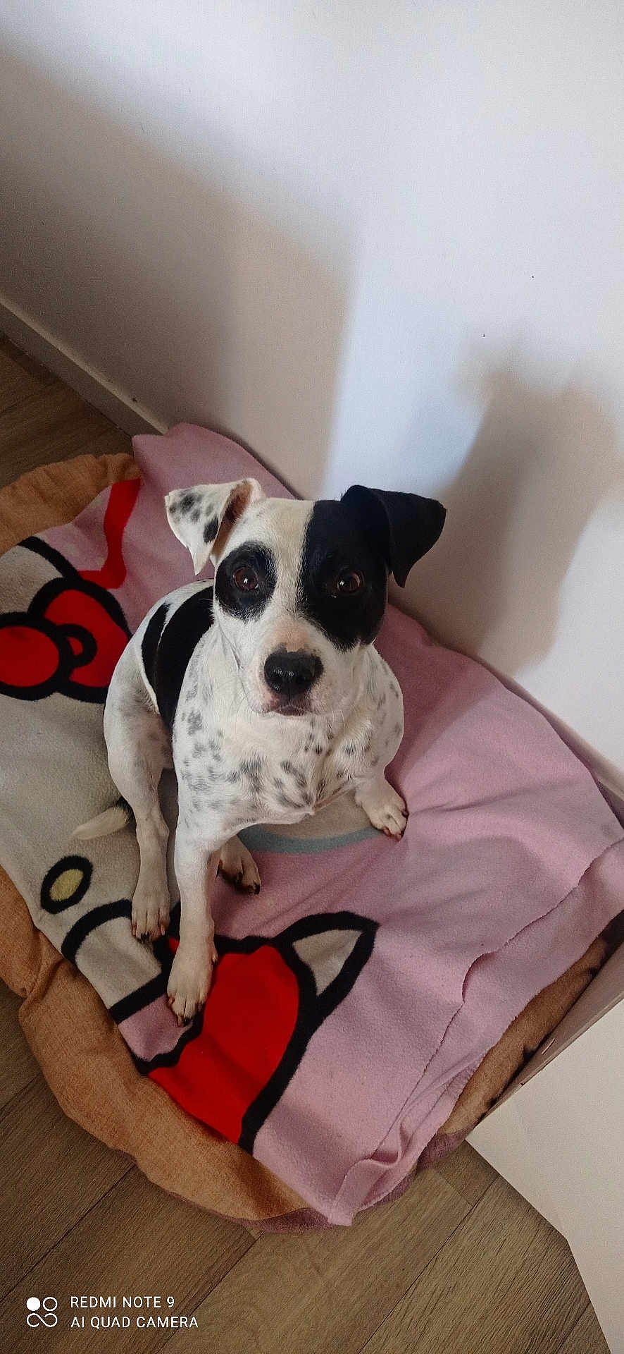 Sweety participe au concours pour gagner de l'argent avec cette photo : dog, pet, black_and_white, blanket, floor, indoor, curious, sitting, cute, canine, animal, fur, ears, nose, eyes, domestic_animal, resting, cozy, home, companion