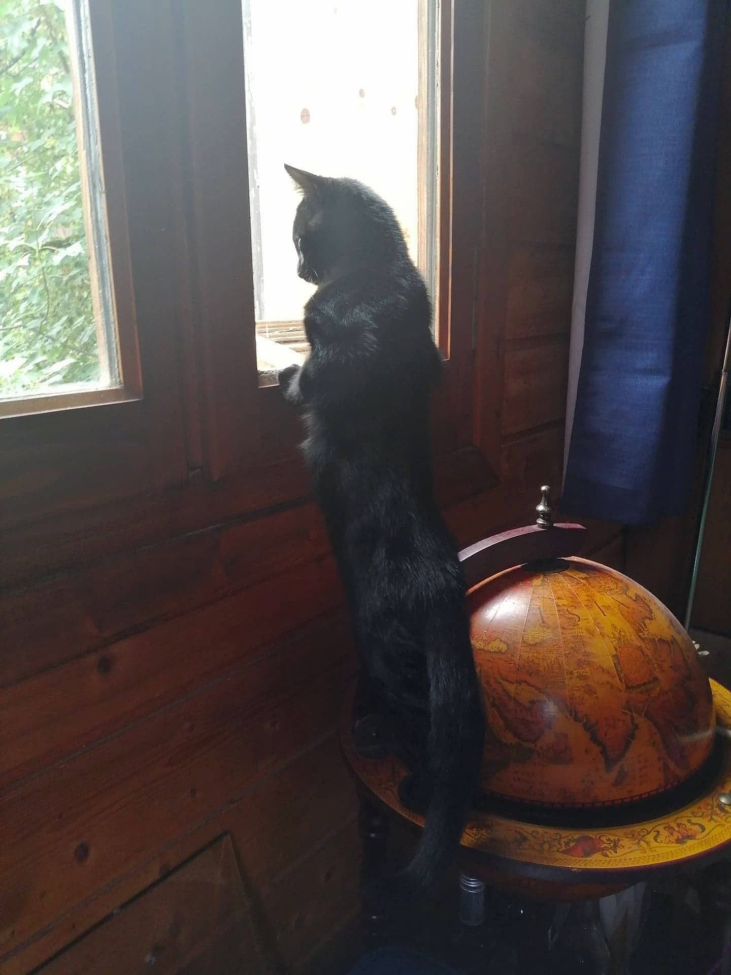 Diego participe au concours pour gagner de l'argent avec cette photo : brown, carnivore, cat, comfort, curtain, felidae, floor, flooring, fur, hardwood, helmet, mammal, personal_protective_equipment, small_to_medium_sized_cats, tail, tints_and_shades, whiskers, window, wood, wood_stain