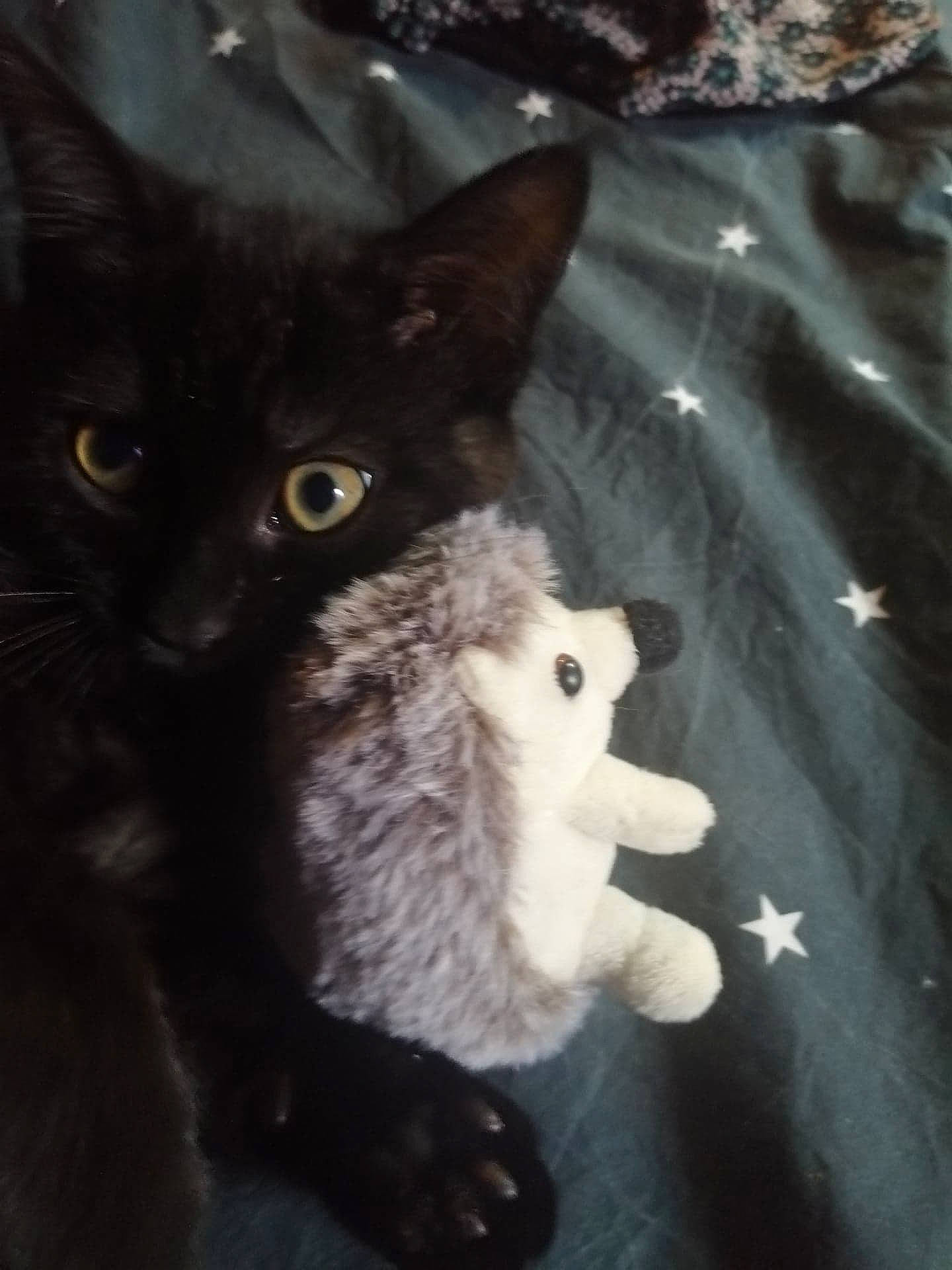 Diego participe au concours pour gagner de l'argent avec cette photo : black_cat, bombay, carnivore, cat, claw, dog_breed, domestic_short_haired_cat, felidae, fur, grey, paw, small_to_medium_sized_cats, tail, terrestrial_animal, whiskers