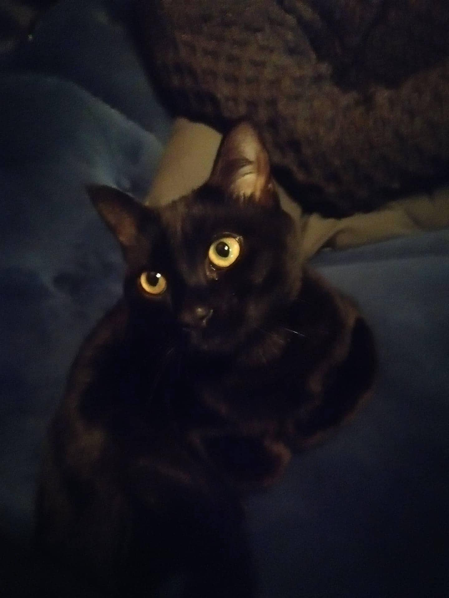 Diego a rejoint le concours — aidez-le/la à gagner de superbes lots ! black_cat, carnivore, cat, darkness, domestic_short_haired_cat, felidae, fur, small_to_medium_sized_cats, snout, terrestrial_animal, whiskers