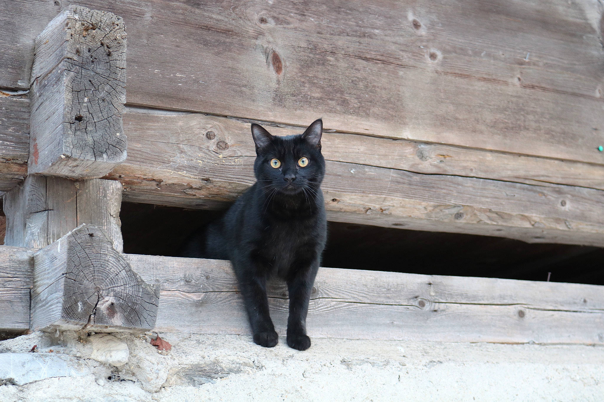Diego participe au concours pour gagner de l'argent avec cette photo : black_cat, bombay, carnivore, cat, domestic_short_haired_cat, felidae, fur, grey, shadow, small_to_medium_sized_cats, snout, street, tail, terrestrial_animal, tree, whiskers, wood