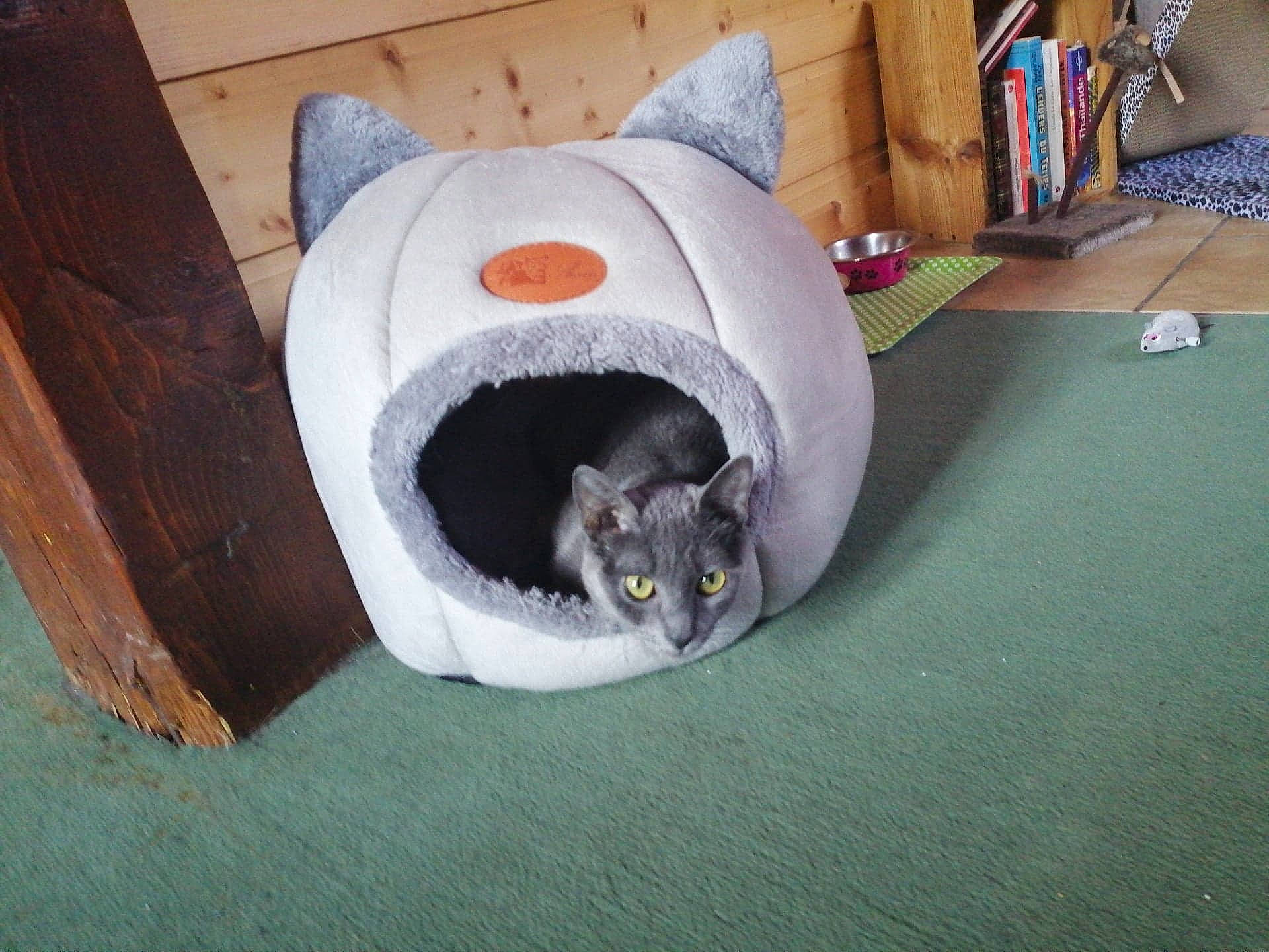 Loca participe au concours pour gagner de l'argent avec cette photo : carnivore, cat, cat_bed, cat_supply, comfort, domestic_short_haired_cat, felidae, flooring, fur, grey, hardwood, living_room, pet_supply, pillow, small_to_medium_sized_cats, snout, tail, toy, whiskers, wood