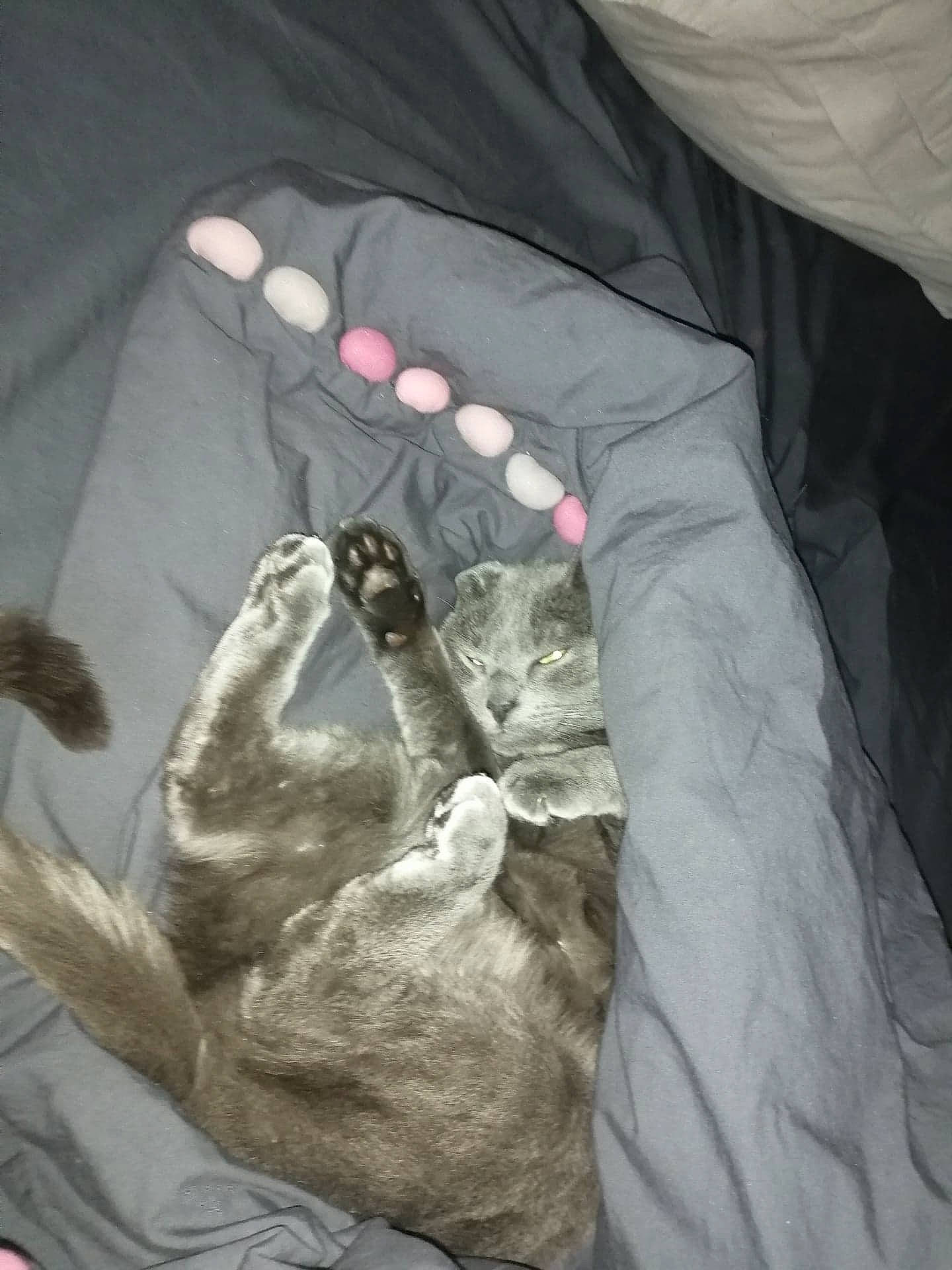 Loca a rejoint le concours — aidez-le/la à gagner de superbes lots ! car_seat, claw, comfort, darkness, finger, foot, fur, gesture, grey, human_leg, linens, monochrome_photography, nail, paw, room, sitting, sleeve, small_to_medium_sized_cats, tail, whiskers