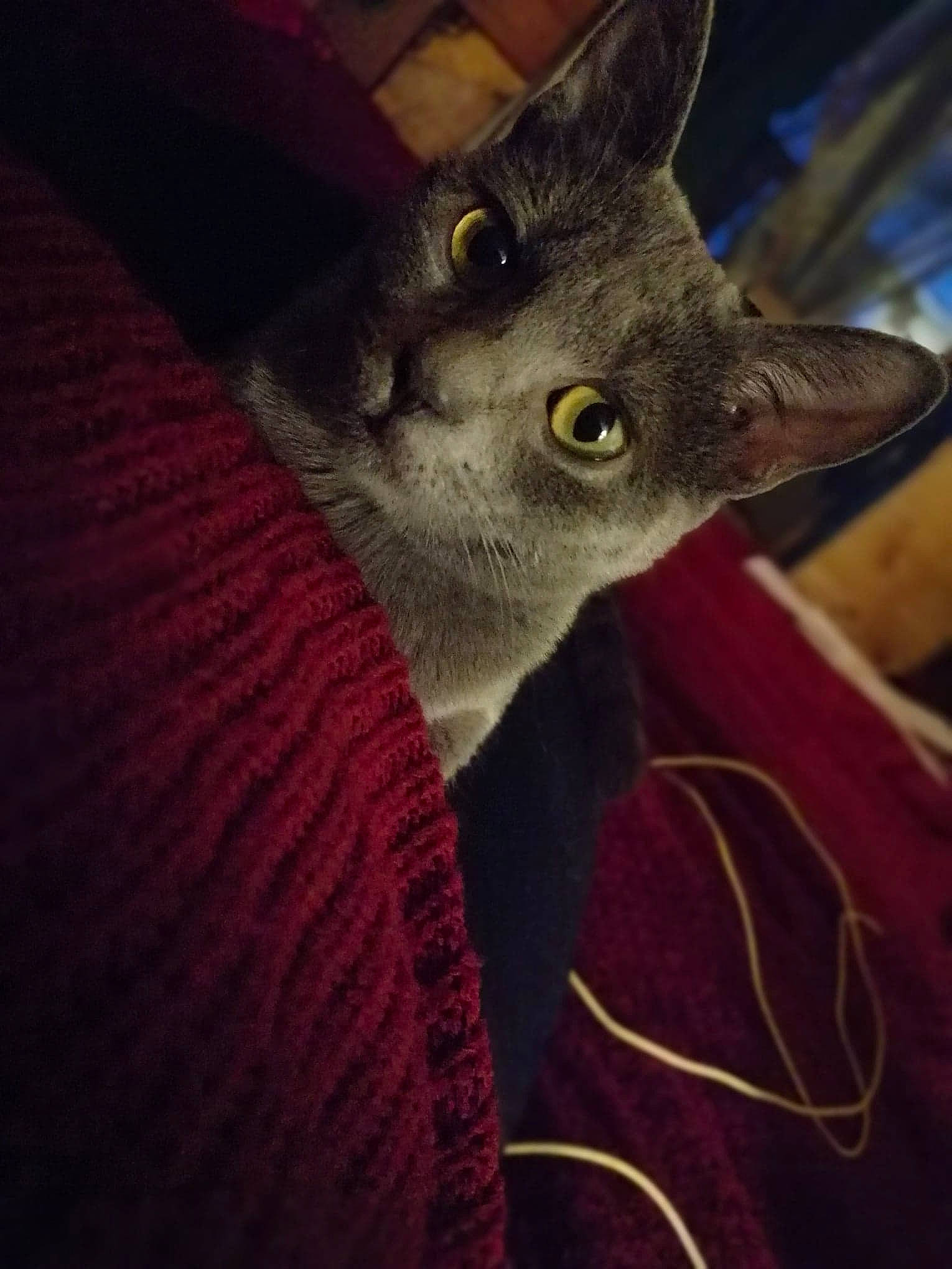 Loca a rejoint le concours — aidez-le/la à gagner de superbes lots ! carnivore, cat, domestic_short_haired_cat, electric_blue, felidae, fur, russian_blue, small_to_medium_sized_cats, snout, terrestrial_animal, whiskers, wood