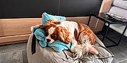 Ulka participe au concours pour gagner de l'argent avec cette photo : bean_bag, brown_and_white, canine, cavalier_king_charles_spaniel, cozy, cute, dog, floor, furniture, glasses, home, indoor, living_room, modern, pet, plush_toy, relaxed, resting, table, tile_floor