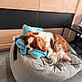 bean_bag, brown_and_white, canine, cavalier_king_charles_spaniel, cozy, cute, dog, floor, furniture, glasses, home, indoor, living_room, modern, pet, plush_toy, relaxed, resting, table, tile_floor