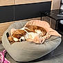 beanbag, blanket, brown_and_white, canine, cozy, cute, dog, floor, furniture, home, indoor, nap, pet, quiet, relaxation, resting, sleeping, table, tile, toy
