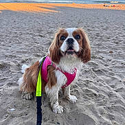 Ulka a rejoint le concours — aidez-le/la à gagner de superbes lots ! animal, beach, canine, cavalier_king_charles_spaniel, cute, dog, fur, harness, leash, nature, ocean, outdoor, pet, playful, sand, sitting, sky, sunset, vacation, water