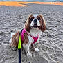animal, beach, canine, cavalier_king_charles_spaniel, cute, dog, fur, harness, leash, nature, ocean, outdoor, pet, playful, sand, sitting, sky, sunset, vacation, water