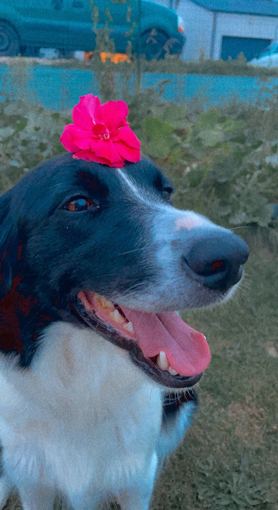 Odyssée a rejoint le concours — aidez-le/la à gagner de superbes lots ! borador, canidae, carnivore, collar, companion_dog, dog, dog_breed, dog_collar, electric_blue, flower, fur, grass, gun_dog, mammal, plant, snout, sporting_group, water, whiskers, working_dog