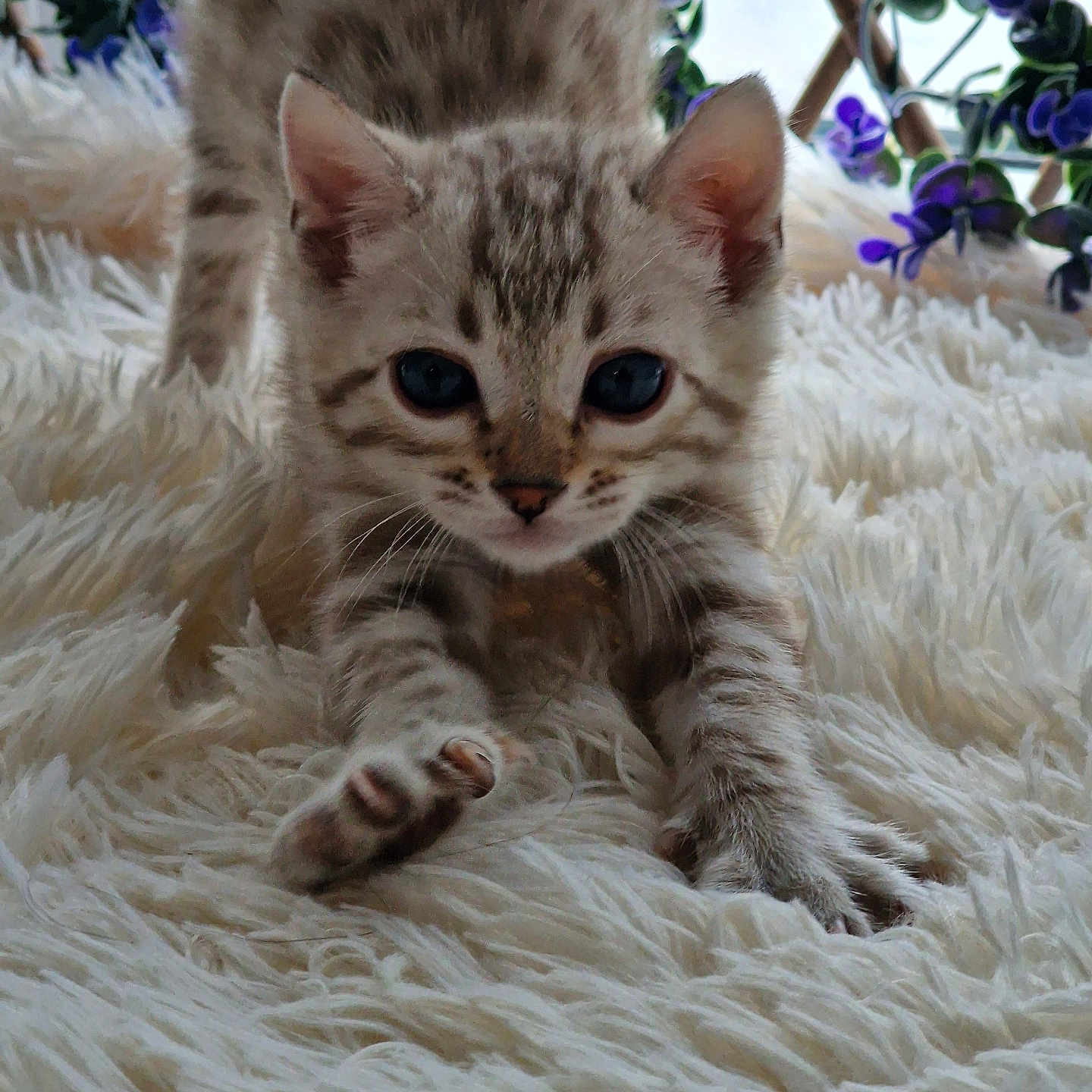 Hugo joined the competition — help win amazing prizes! abyssinian, angora, animal, blanket, cat, egyptiancat, flower, geranium, kitten, manx, ocelot, pet, petal, plant, purple, siamese