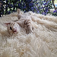 Hugo joined the competition — help win amazing prizes! abyssinian, angora, animal, blanket, cat, clothing, flower, fur, homedecor, kitten, lavender, linen, manx, pet, petal, plant, quilt, rug, siamese, wood