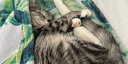 Smokey is registered to the contest to win money with this photo: cat, tabby, sleeping, blanket, bed, cozy, paw, fur, curled, rest, indoor, pet, cute, animal, relax, soft, striped, comfort, domestic, snug