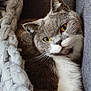 cat, gray_cat, white_fur, yellow_eyes, couch, blanket, knit_blanket, cozy, indoor, pet, feline, resting, relaxed, fur, whiskers, cute, domestic_animal, portrait, closeup, comfort