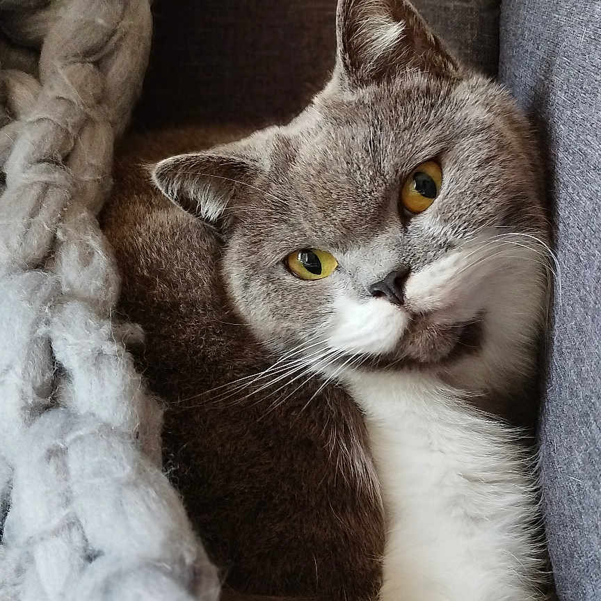 Snow participe au concours pour gagner de l'argent avec cette photo : blanket, cat, closeup, comfort, couch, cozy, cute, domestic_animal, feline, fur, gray_cat, indoor, knit_blanket, pet, portrait, relaxed, resting, whiskers, white_fur, yellow_eyes