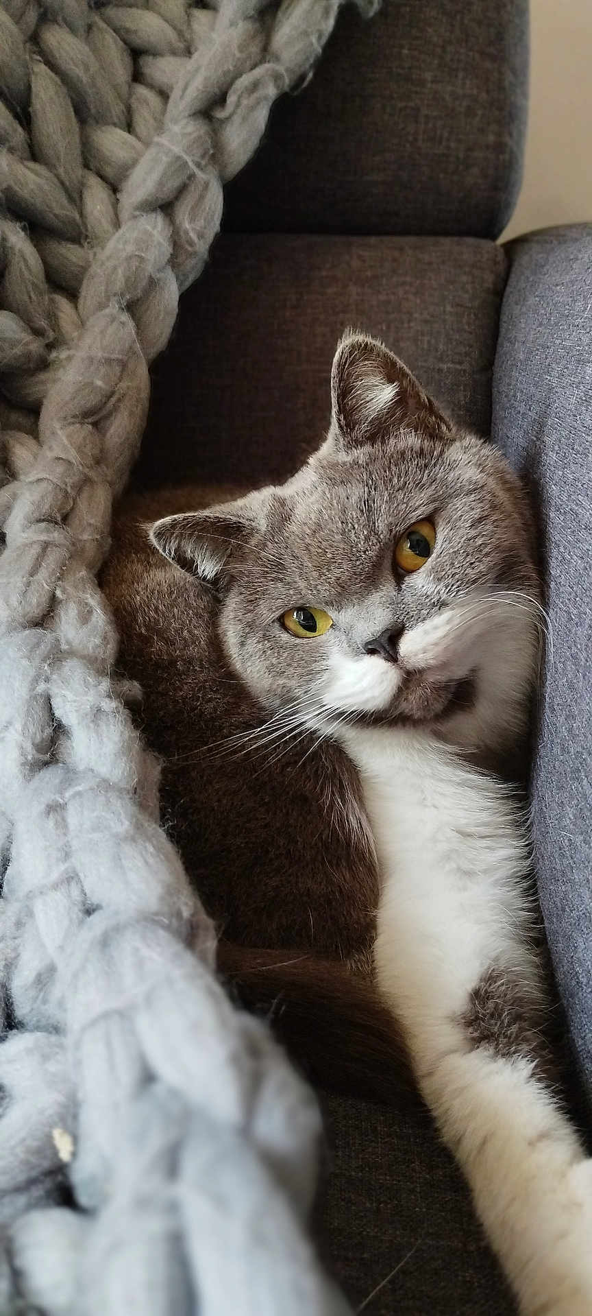 Snow participe au concours pour gagner de l'argent avec cette photo : cat, gray_cat, white_fur, yellow_eyes, couch, blanket, knit_blanket, cozy, indoor, pet, feline, resting, relaxed, fur, whiskers, cute, domestic_animal, portrait, closeup, comfort