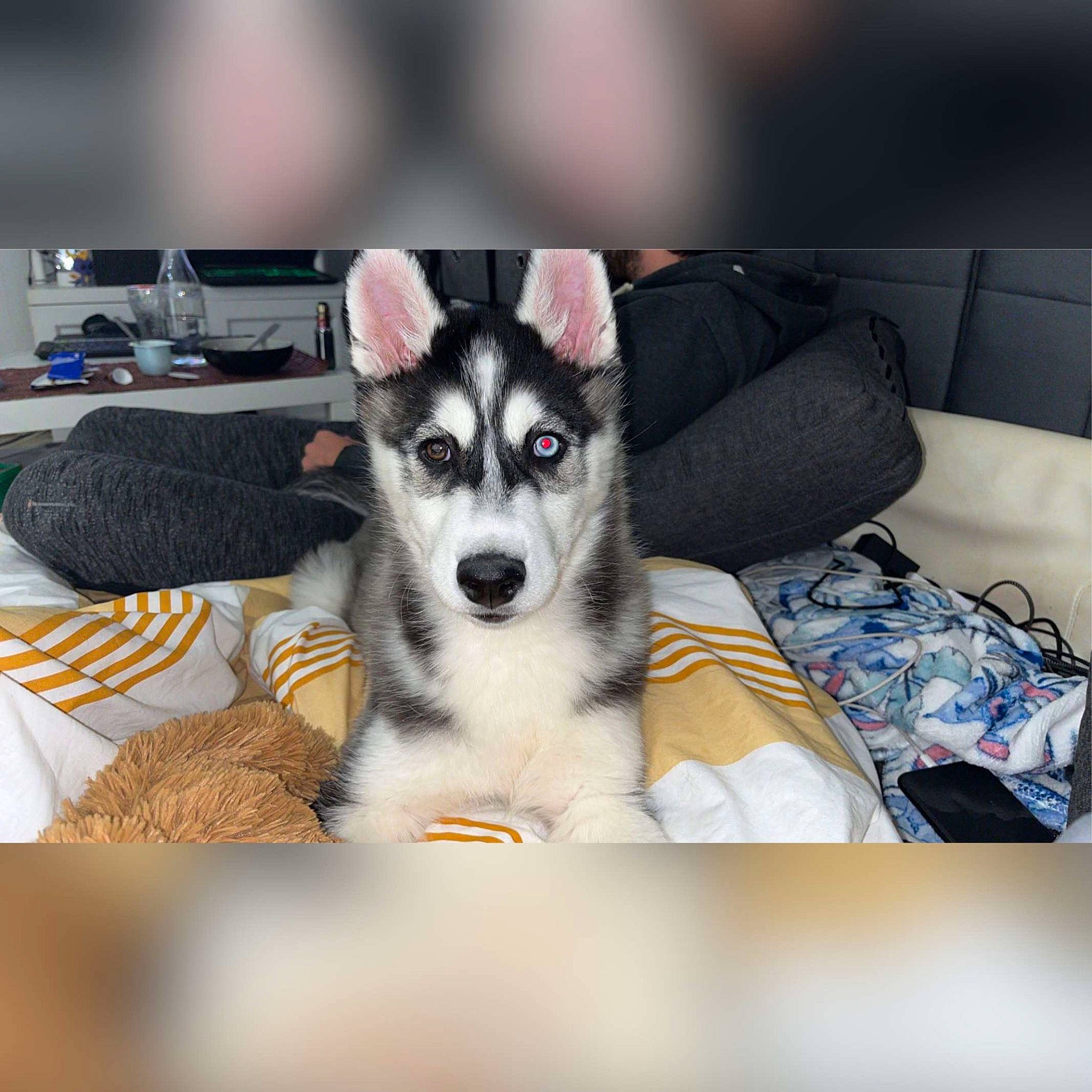 Arès participe au concours pour gagner de l'argent avec cette photo : canidae, carnivore, comfort, companion_dog, couch, dog, dog_breed, dog_supply, fur, herding_dog, non_sporting_group, paw, puppy, recreation, sled_dog, snout, sporting_group, terrestrial_animal, working_animal, working_dog