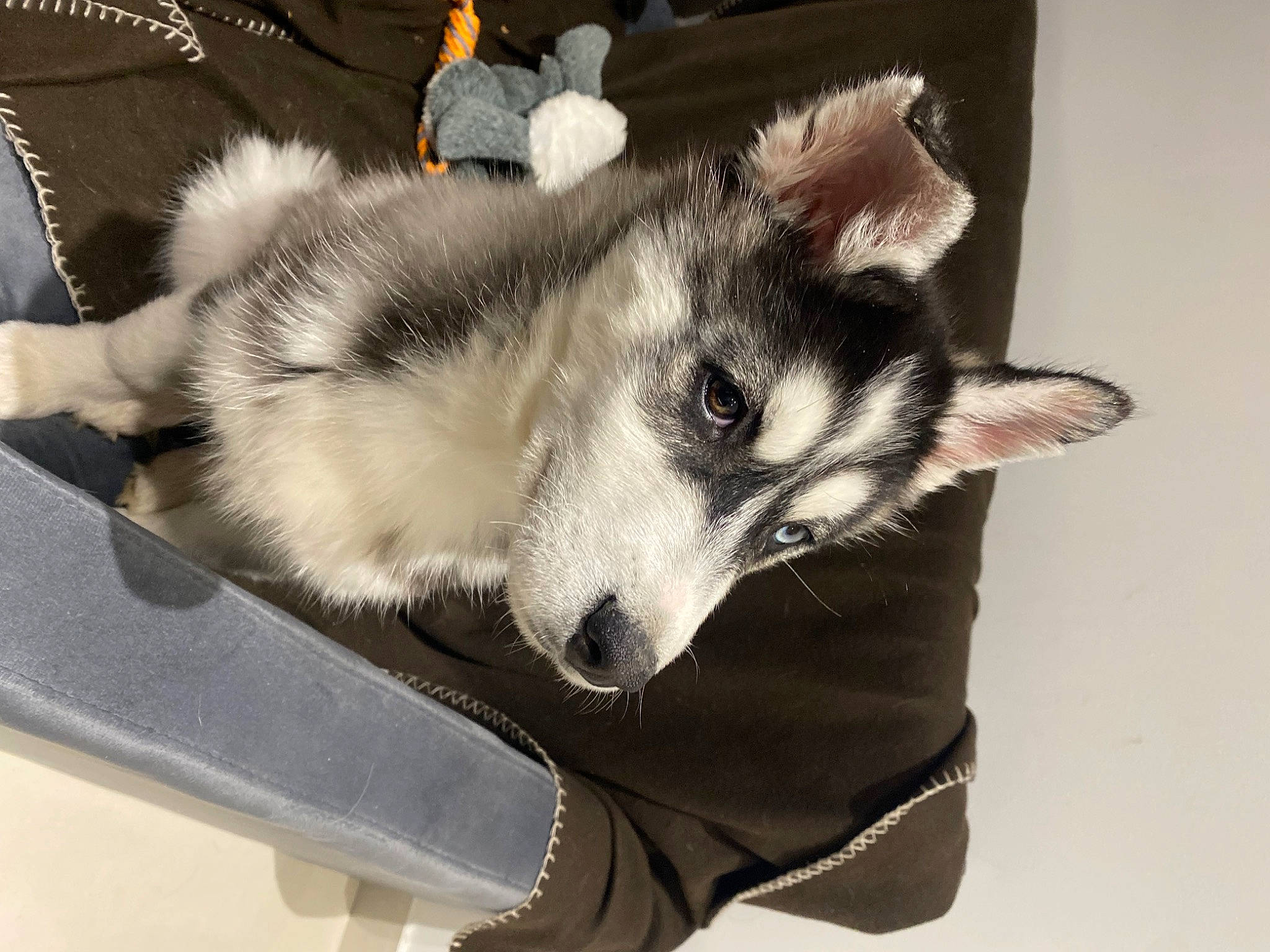 Arès participe au concours pour gagner de l'argent avec cette photo : ancient_dog_breeds, canadian_eskimo_dog, canidae, canis, carnivore, companion_dog, dog, dog_breed, fur, non_sporting_group, siberian_husky, sled_dog, sporting_group, whiskers, wolf, working_animal, working_dog