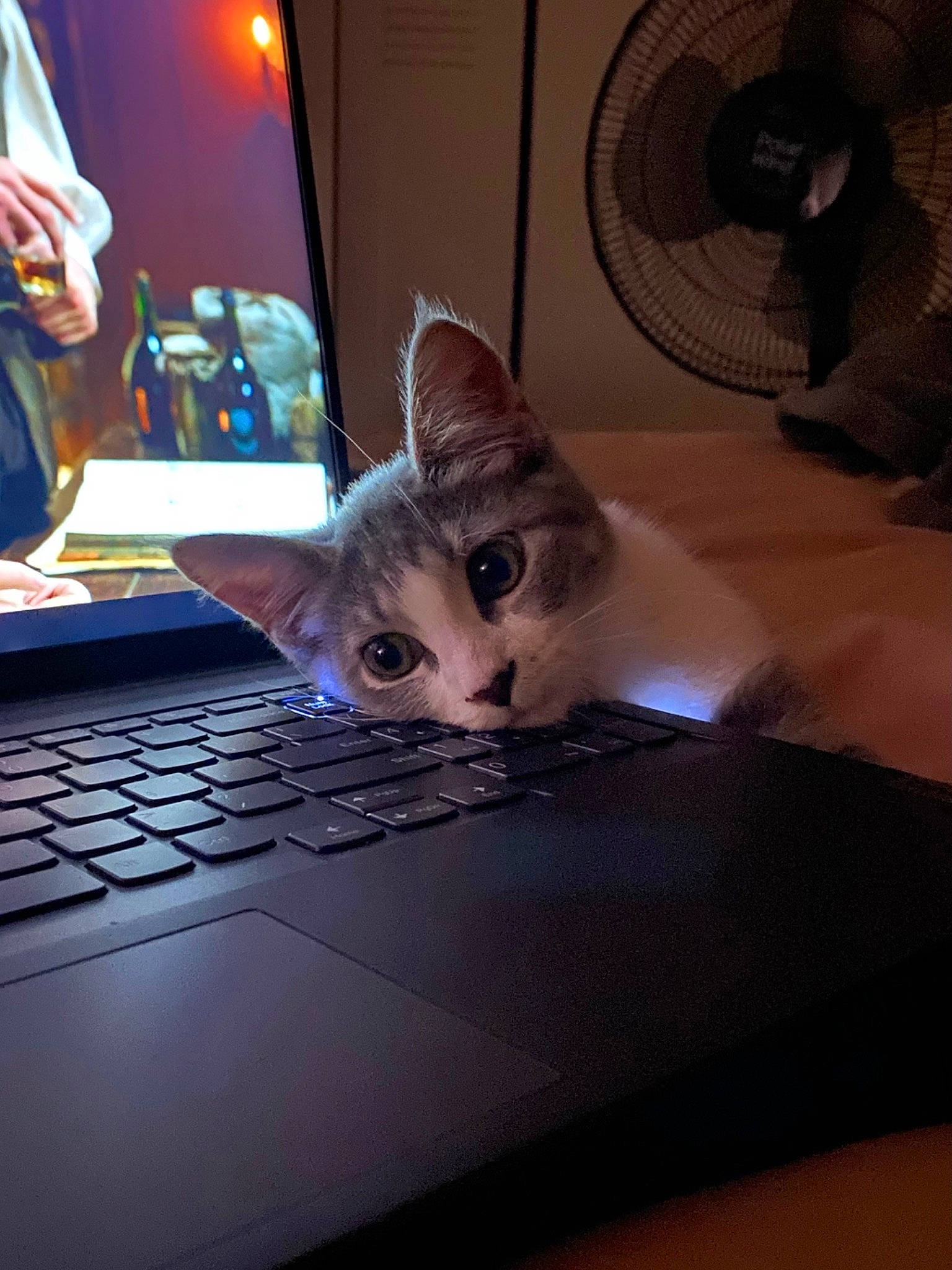 Micha joined the competition — help win amazing prizes! carnivore, cat, comfort, computer, computer_hardware, electronic_device, felidae, gadget, input_device, laptop, mechanical_fan, netbook, output_device, peripheral, personal_computer, small_to_medium_sized_cats, space_bar, touchpad, whiskers, wood