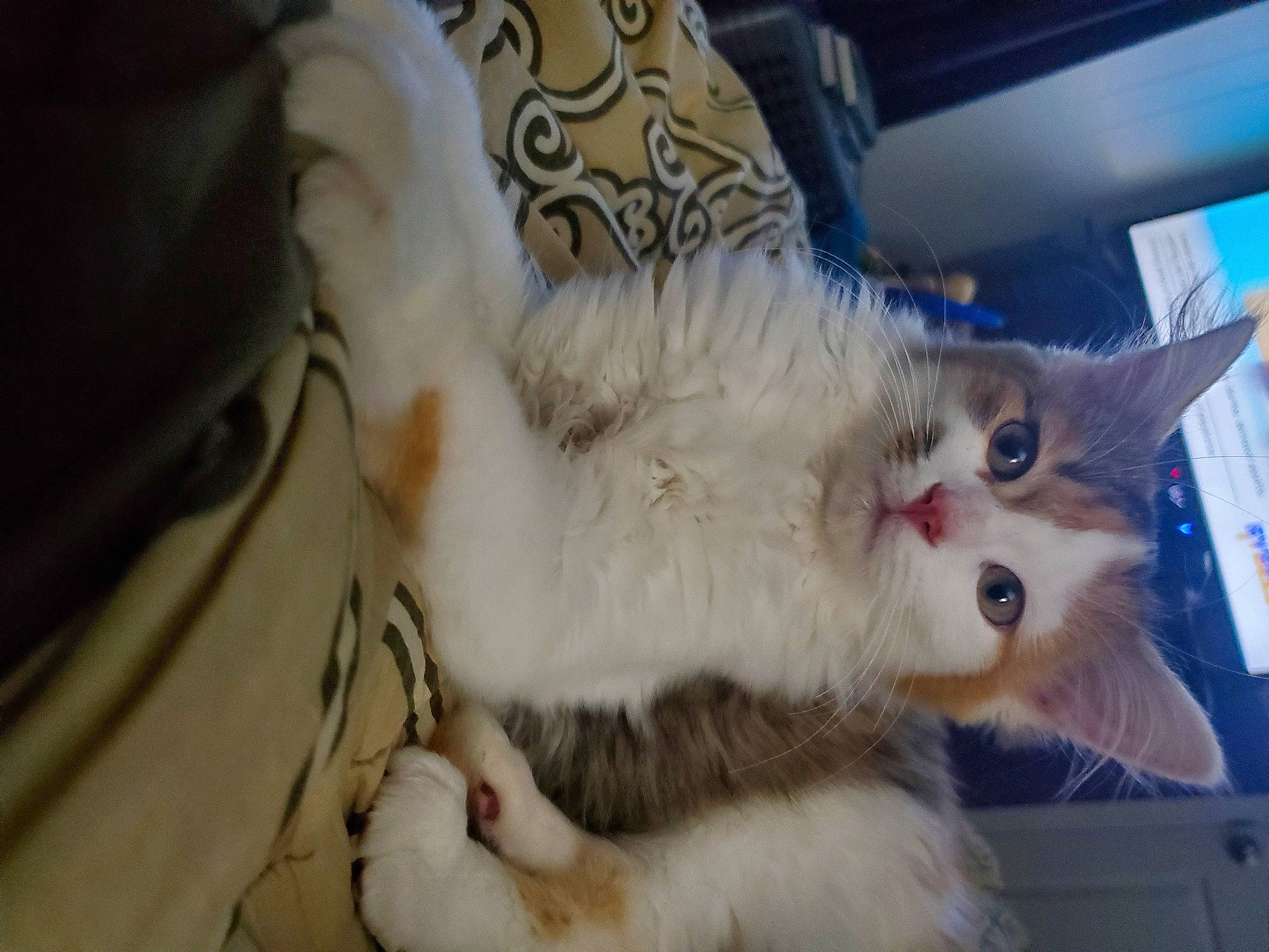 Gemini is registered to the contest to win money with this photo: carnivore, cat, claw, comfort, domestic_short_haired_cat, fawn, felidae, fur, paw, small_to_medium_sized_cats, snout, tail, whiskers