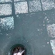 Chanel participe au concours pour gagner de l'argent avec cette photo : animal, architecture, building, cat, city, drain, hole, ice, kitten, manx, nature, outdoors, path, pet, road, shelter, sidewalk, slate, urban, weather
