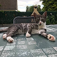 Chanelle participe au concours pour gagner de l'argent avec cette photo : animal, architecture, backyard, building, cat, flagstone, furniture, house, housing, kitten, manx, nature, outdoors, path, patio, person, pet, road, slate, walkway