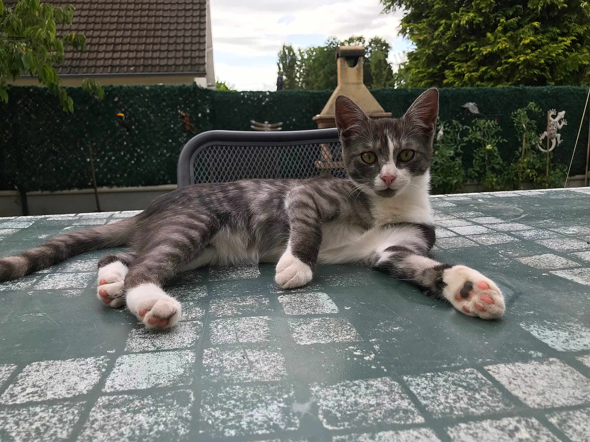 Chanelle participe au concours pour gagner de l'argent avec cette photo : animal, architecture, backyard, building, cat, flagstone, furniture, house, housing, kitten, manx, nature, outdoors, path, patio, person, pet, road, slate, walkway