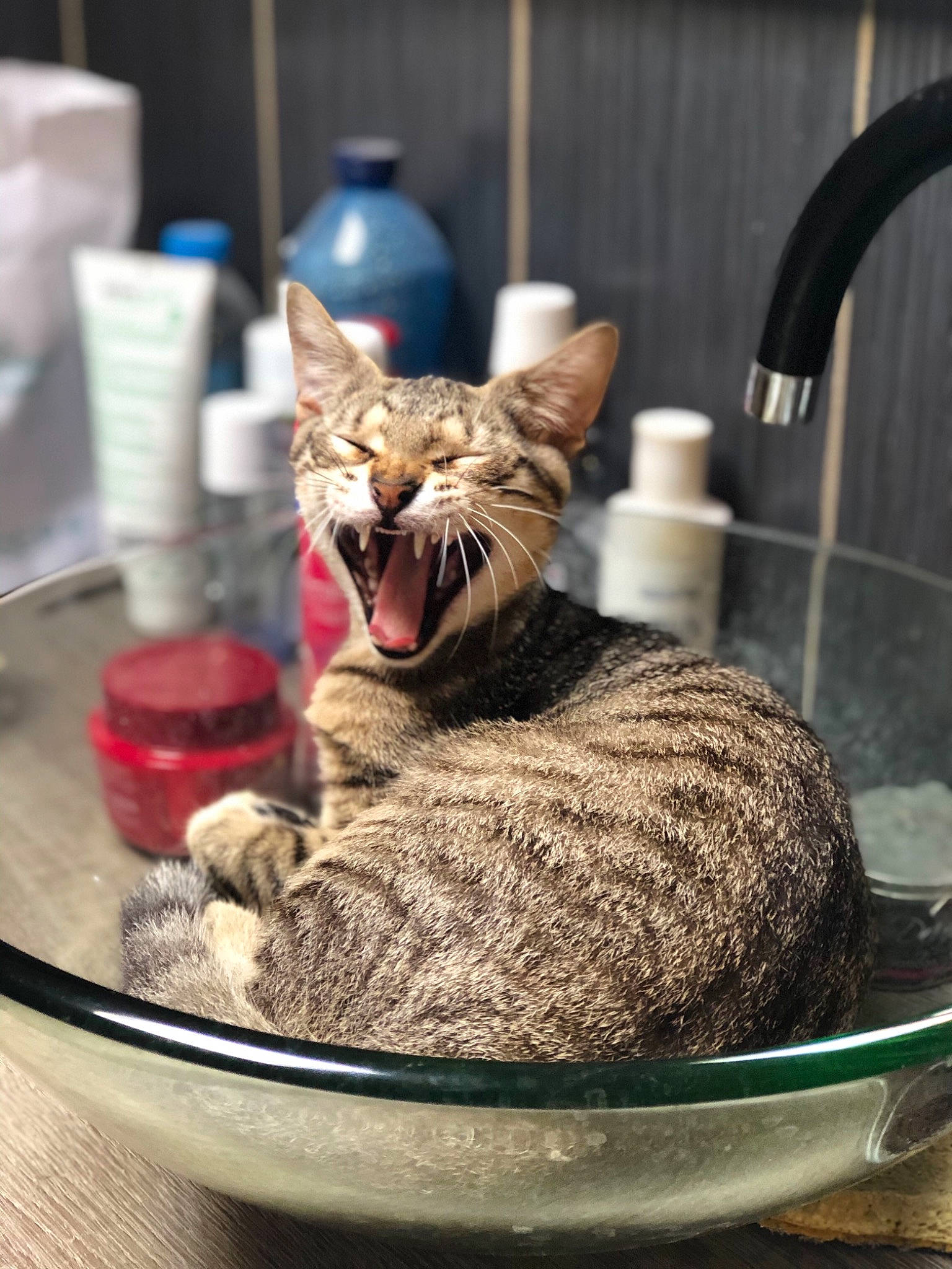 Pooky a rejoint le concours — aidez-le/la à gagner de superbes lots ! carnivore, cat, cat_supply, claw, domestic_short_haired_cat, fang, fashion_accessory, felidae, fur, ingredient, paper_towel, paw, pet_supply, serveware, sitting, small_to_medium_sized_cats, snout, tableware, tail, whiskers