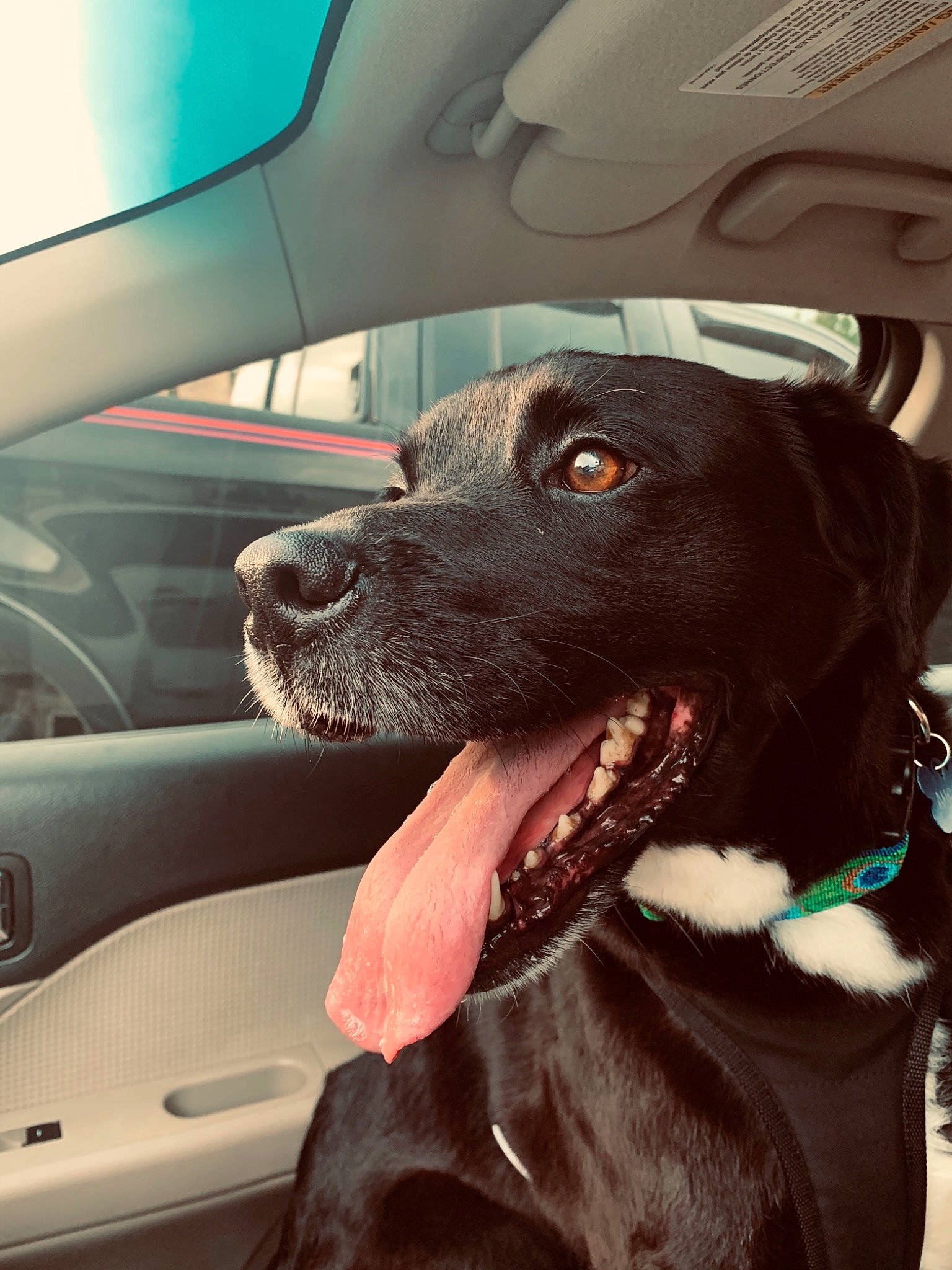 Auggie joined the competition — help win amazing prizes! canidae, car, car_seat, carnivore, companion_dog, dog, dog_breed, dog_collar, labrador_retriever, mammal, non_sporting_group, photography, pointer, pointing_breed, puppy, rare_breed_dog, snout, sporting_group, staffordshire_bull_terrier, vehicle