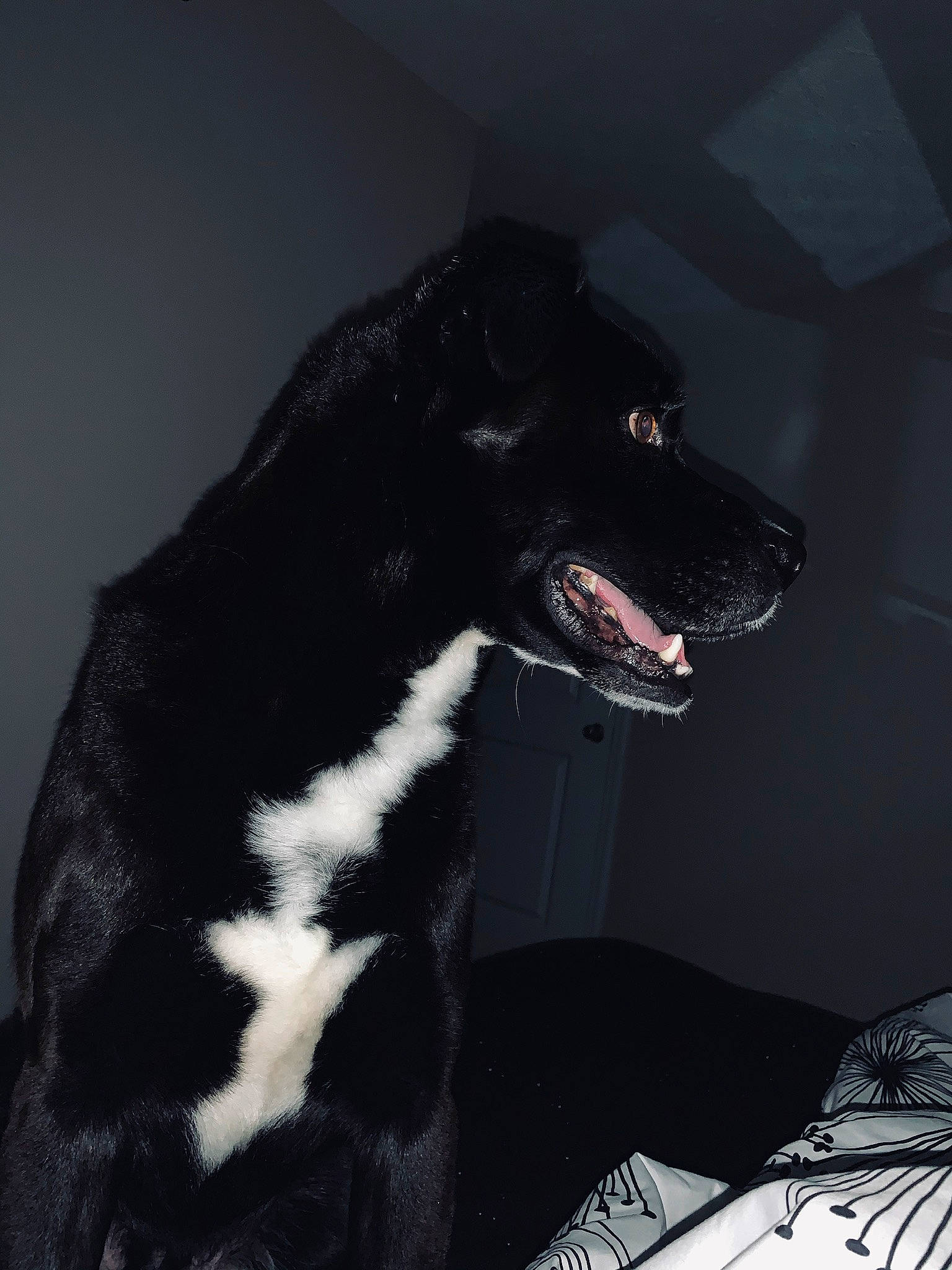 Auggie is registered to the contest to win money with this photo: black, canidae, carnivore, dog, dog_breed, snout, sporting_group