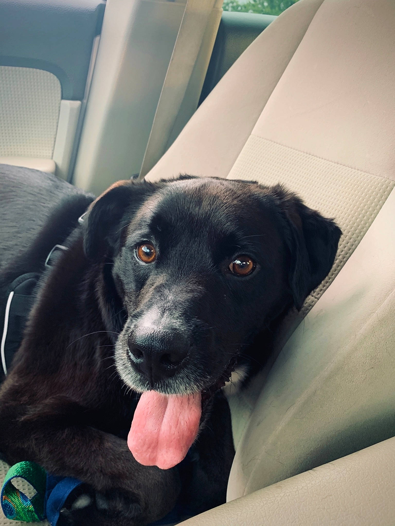 Auggie is registered to the contest to win money with this photo: beagador, borador, canidae, carnivore, dog, dog_breed, labrador_retriever, mammal, nose, patterdale_terrier, pointing_breed, retriever, snout, sporting_group, whiskers